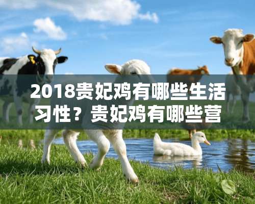 2018贵妃鸡有哪些生活习性？贵妃鸡有哪些营养价值？