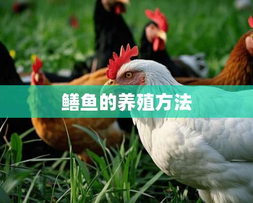 鳝鱼的养殖方法