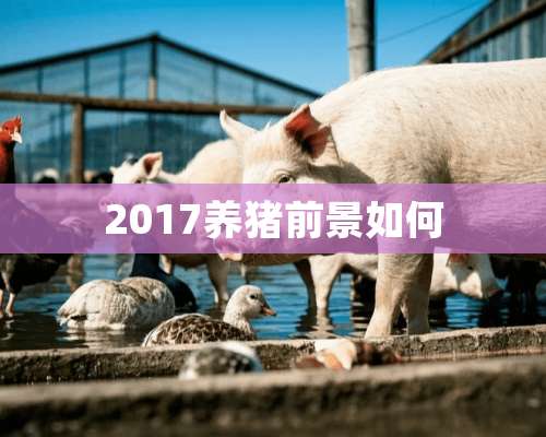 2017养猪前景如何