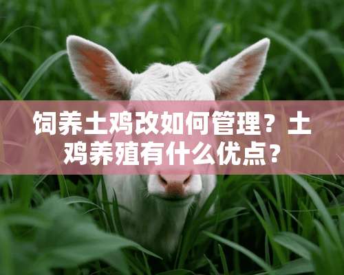 饲养土鸡改如何管理？土鸡养殖有什么优点？