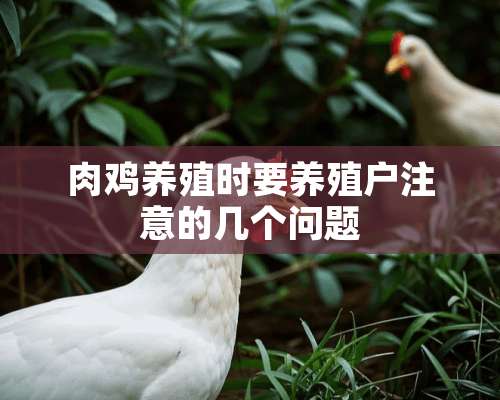 肉鸡养殖时要养殖户注意的几个问题