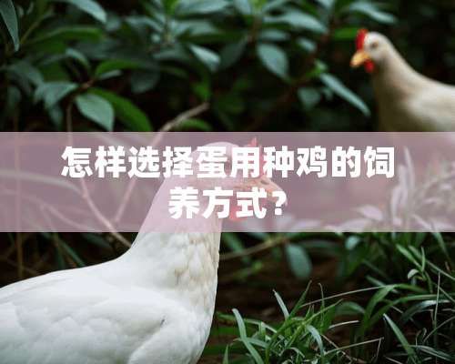 怎样选择蛋用种鸡的饲养方式？