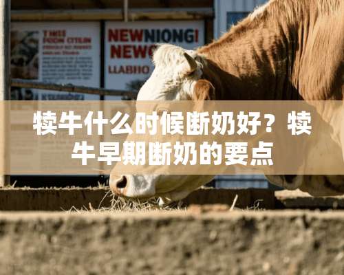 犊牛什么时候断奶好？犊牛早期断奶的要点