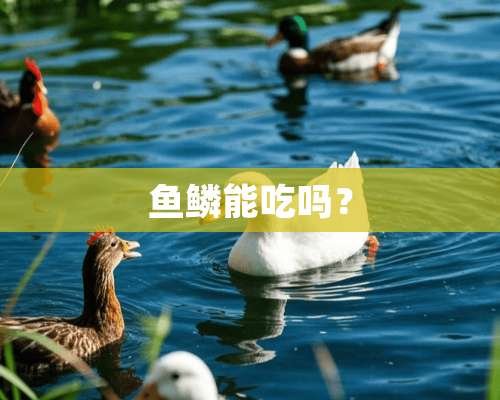 鱼鳞能吃吗？