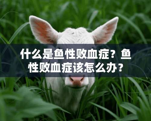 什么是鱼性败血症？鱼性败血症该怎么办？