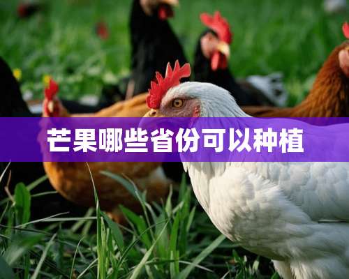 芒果哪些省份可以种植