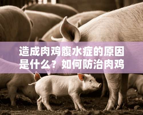 造成肉鸡腹水症的原因是什么？如何防治肉鸡腹水？