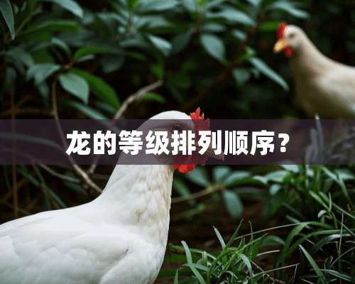 龙的等级排列顺序？