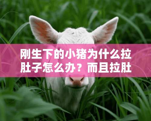 刚生下的小猪为什么拉肚子怎么办？而且拉肚子就是死亡，有没有好办法