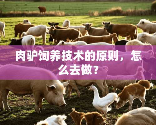 肉驴饲养技术的原则，怎么去做？