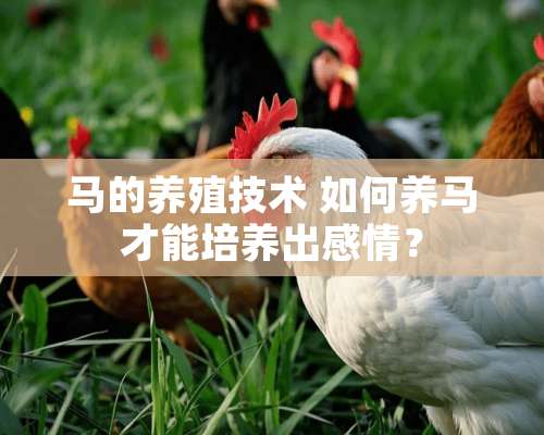 马的养殖技术 如何养马才能培养出感情？