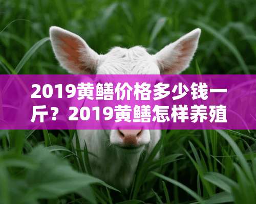 2019黄鳝价格多少钱一斤？2019黄鳝怎样养殖