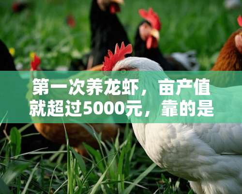 第一次养龙虾，亩产值就超过5000元，靠的是什么？