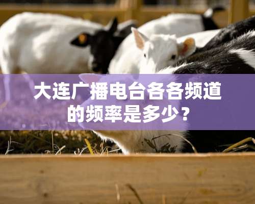 大连广播电台各各频道的频率是多少？