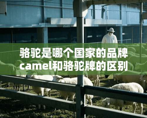 骆驼是哪个国家的品牌camel和骆驼牌的区别在这里