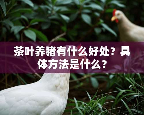 茶叶养猪有什么好处？具体方法是什么？