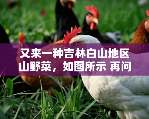 又来一种吉林白山地区山野菜，如图所示 再问网友山菜的名字是什么？