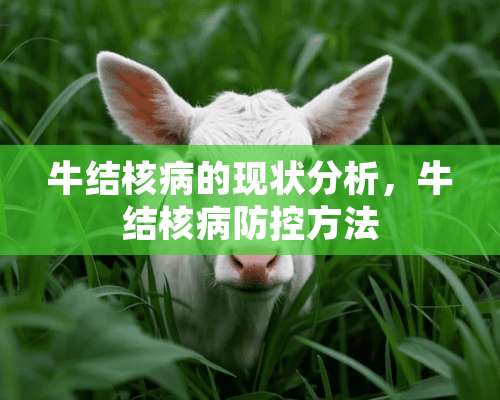 牛结核病的现状分析，牛结核病防控方法