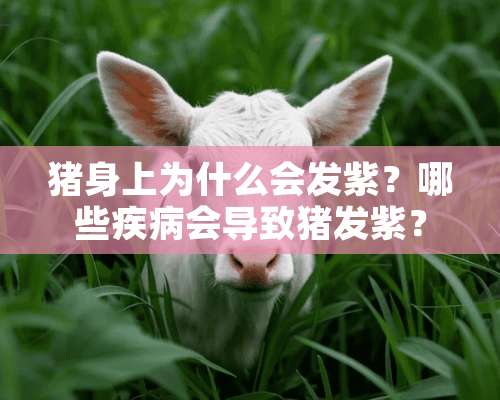 猪身上为什么会发紫？哪些疾病会导致猪发紫？