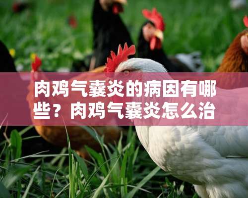 肉鸡气囊炎的病因有哪些？肉鸡气囊炎怎么治？