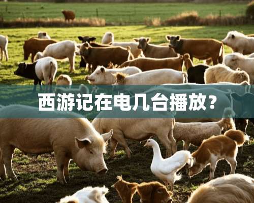 西游记在电几台播放？