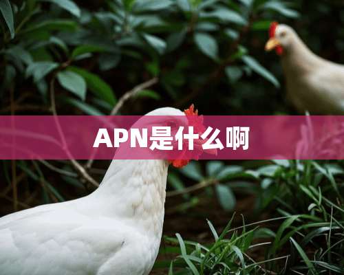 APN是什么啊