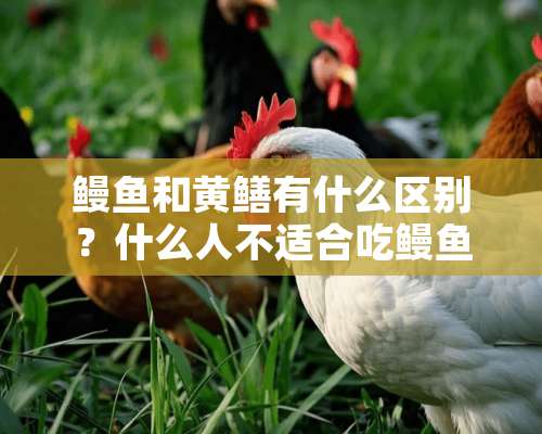 鳗鱼和黄鳝有什么区别？什么人不适合吃鳗鱼