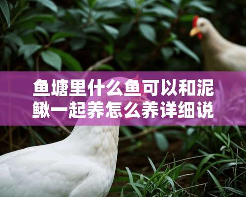 鱼塘里什么鱼可以和泥鳅一起养怎么养详细说一下