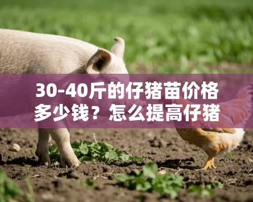 30-40斤的仔猪苗价格多少钱？怎么提高仔猪成活率？