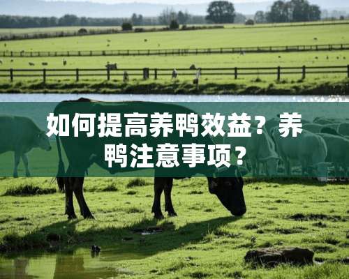 如何提高养鸭效益？养鸭注意事项？