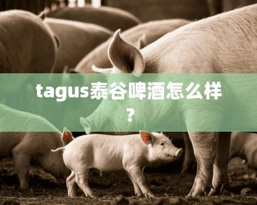 tagus泰谷啤酒怎么样？