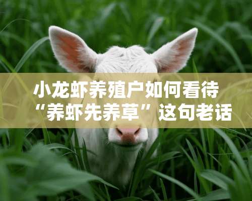 小龙虾养殖户如何看待“养虾先养草”这句老话