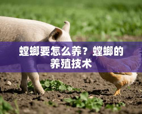 螳螂要怎么养？螳螂的养殖技术