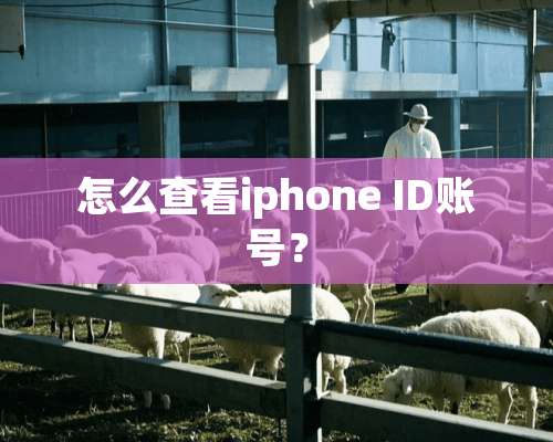 怎么查看iphone ID账号？