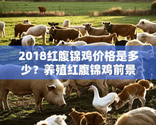 2018红腹锦鸡价格是多少？养殖红腹锦鸡前景如何？