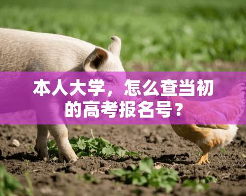 本**学，怎么查当初的高考报名号？