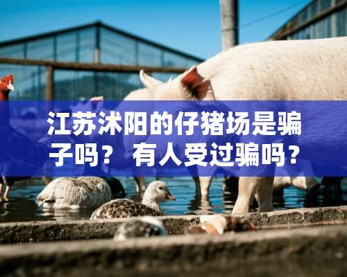 江苏沭阳的仔猪场是骗子吗？ 有人受过骗吗？