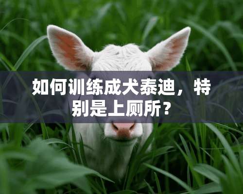 如何训练成犬泰迪，特别是上厕所？