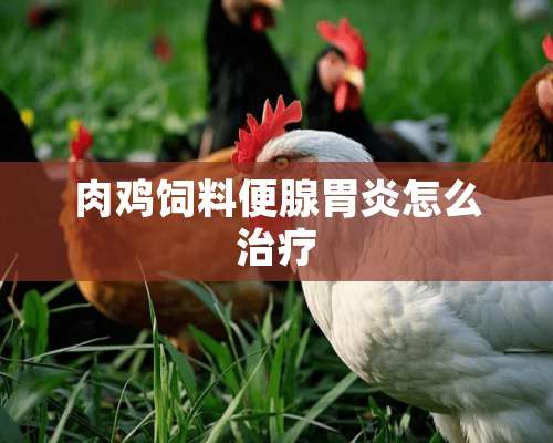 肉鸡饲料便腺胃炎怎么治疗