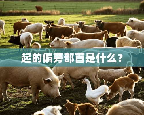 起的偏旁部首是什么？