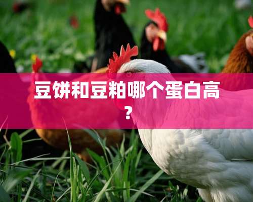 豆饼和豆粕哪个蛋白高？