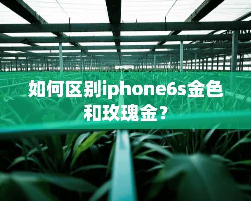 如何区别iphone6s金色和玫瑰金？