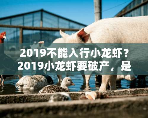 2019不能入行小龙虾？2019小龙虾要破产，是真的吗？