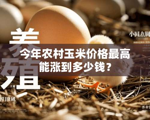 今年农村玉米价格最高能涨到多少钱？