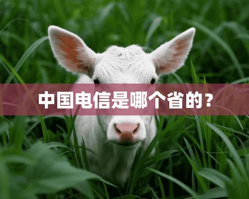 中国电信是哪个省的？