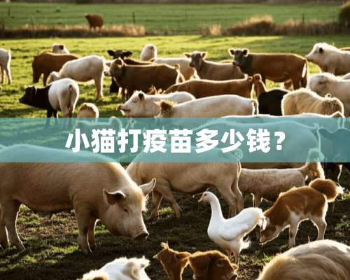 小猫打**多少钱？