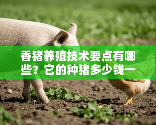 香猪养殖技术要点有哪些？它的种猪多少钱一只？