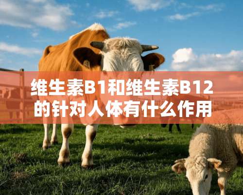 维生素B1和维生素B12的针对人体有什么作用