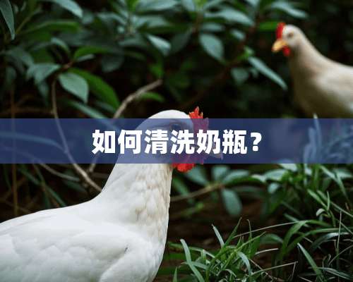 如何清洗奶瓶？