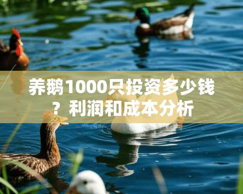 养鹅1000只投资多少钱？利润和成本分析